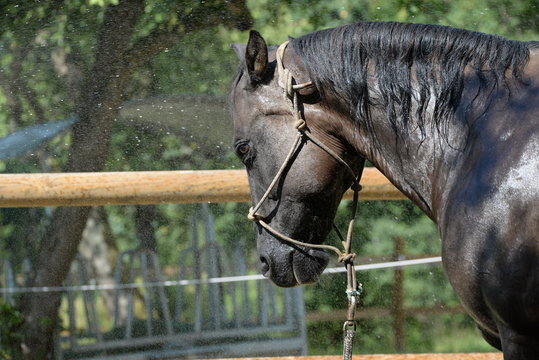 Cool Down Annie, Grullo Quarter Horse Getting A Shower After Work