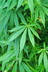 cannabis plant background