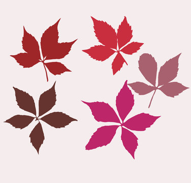 Autumn virginia creeper leaves. Set of  wild grape leaves. Colorful. Creeper plant as fall season. Vector illustration