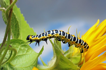 Caterpillar