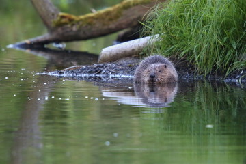 Wild european beaver in the beautiful nature habitat in Czech Republic, castor fiber, animal who loves water.  © photocech