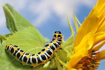 Caterpillar