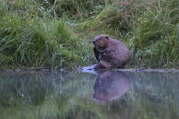 Wild european beaver in the beautiful nature habitat in Czech Republic, castor fiber, animal who loves water. 