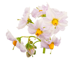 Potato flowers