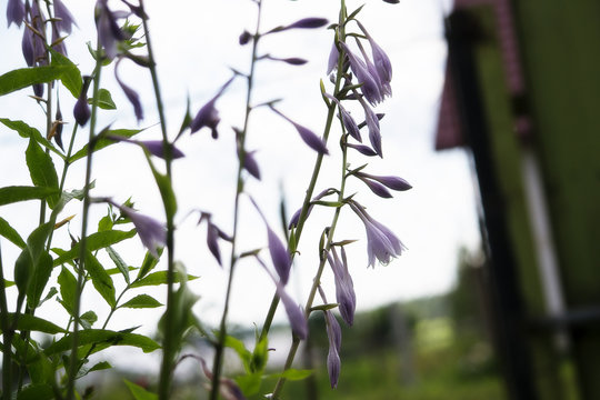 Fototapeta мелкие цветки крупным планом. Творческий фон