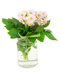 Potato flowers