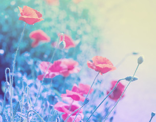 Flowers of poppy in the soft pink light  with bokeh and filters, floral background