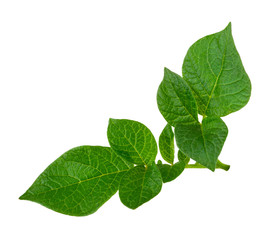 Obraz premium Potato leaf