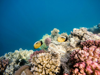 Fototapeta na wymiar Blacktail butterflyfish on Coral garden in red sea, Marsa Alam, Egypt