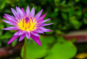 close up lotus flower.flower picture of beautiful purple lotus on the pond with yellow pollen or close up colorful water lily with scientist named Nymphaeaceae (hybrid) isolated on black background