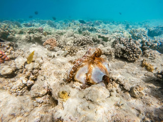 reef octopus (Octopus cyanea) on coral reef