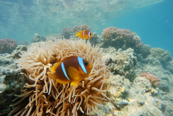 Naklejka na ściany i meble clown fish near sea anemone, Red sea, marsa Alam, Egypt