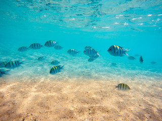group of sergeant major damselfish in red sea