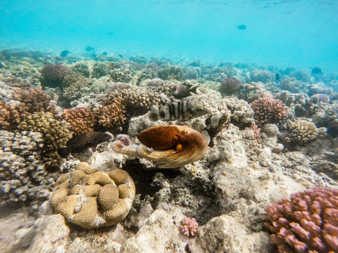 Reef Octopus (Octopus Cyanea) Swim On Coral Reef