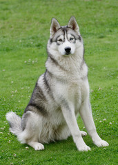 Portrait of beautiful Siberian Husky dog.