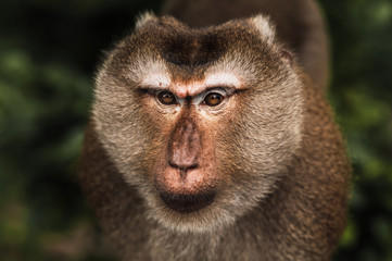 Portrait of a wild monkey. A selfie of a monkey. Macaque looks at the camera. Wild primates. Wild animal. Animal eyes. Anthropoid