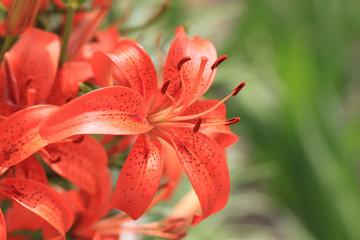 orange lilly flowers