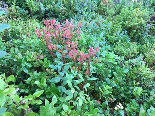 Blueberries plant in summer time
