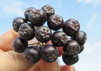 Aronia melanocarpa