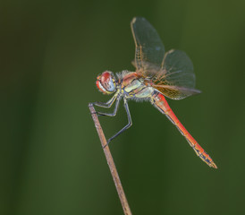 Dragonfly on nature dark green background (Sympetrum fonscolombii)