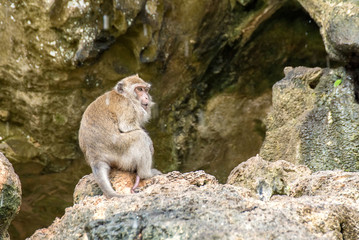 Monkey living in the forest