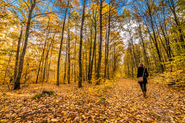Woman walking in autumn forest, fall landscape with fallen leaves on path