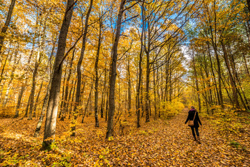 Woman walking in autumn forest, fall landscape with fallen leaves on path