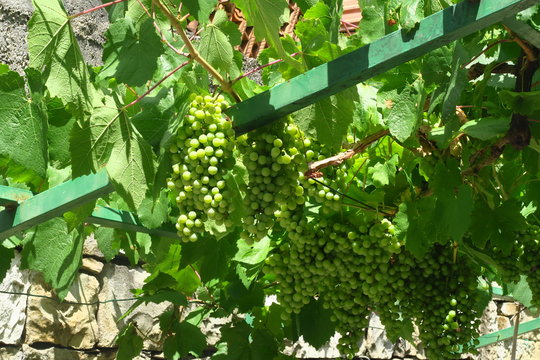 Vines on houses