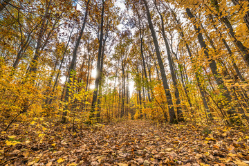 Golden autumn forest with fallen leaves, fall landscape