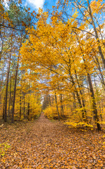 Naklejka premium Golden trees and path with fallen leaves in the forest, autumn landscape