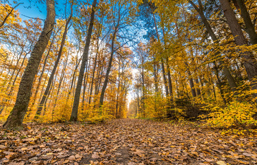 Fototapeta premium Golden trees and path with fallen leaves in the forest, autumn landscape