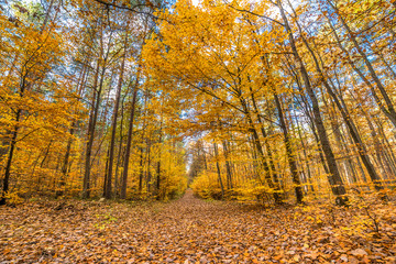 Golden autumn forest with fallen leaves, fall landscape
