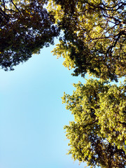 Mirando hacia el cielo