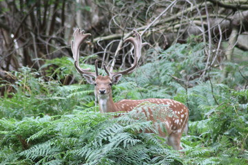 Naklejka premium cerf center park