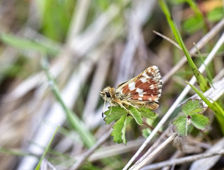 Red-underwing Skipper (Spialia sertorius), nectaring showing the underwing pattern, Eifel Mountains, Germany.