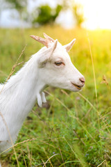 White goat in a field in summer