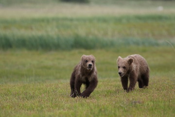 Fototapeta premium Two Grizzly Bear (Ursus arctos) cubs running and playing, Alaska Katmai National Park, Hallo Bay