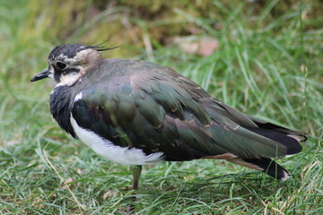 center park cage aux oiseaux