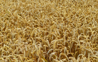 A field of mature wheat with grain.