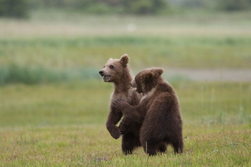 Stehende Grizzly Bären Kinder halten Ausschau