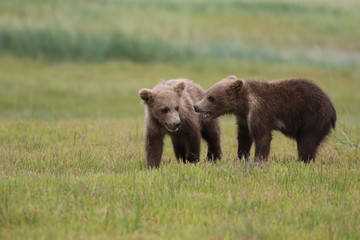Two Grizzly Bear (Ursus arctos) cubs running and playing, Alaska Katmai National Park, Hallo Bay