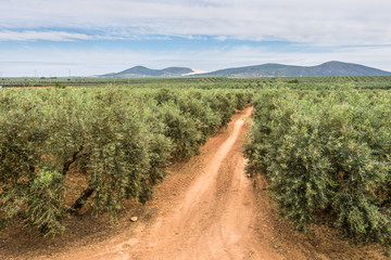 Fototapeta na wymiar Olive tree plantation with a country road going trough in Spain