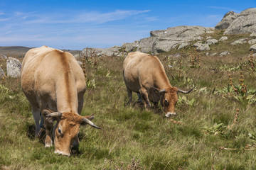 Vaches race Aubrac