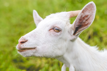 A young white goat with horns