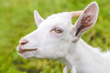 Obraz premium A young white goat with horns