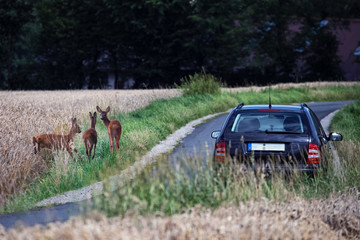 Deer next to a country road