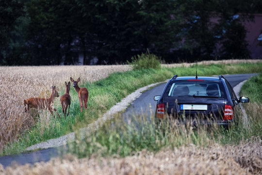 Deer next to a country road