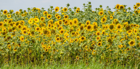 Sonnenblumenfeld Panorama