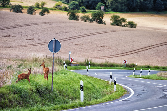 Deer next to a country road