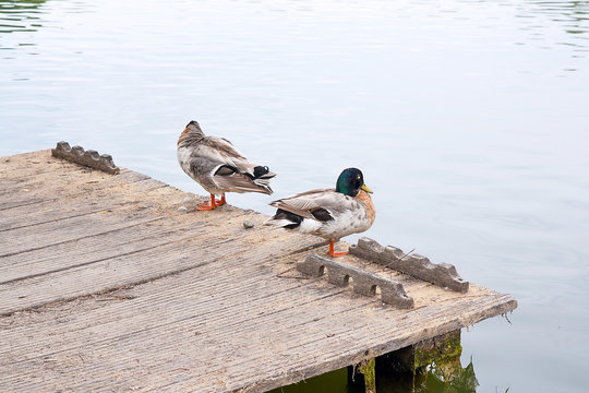 Two mallard ducks on old wooden pier at summer time..